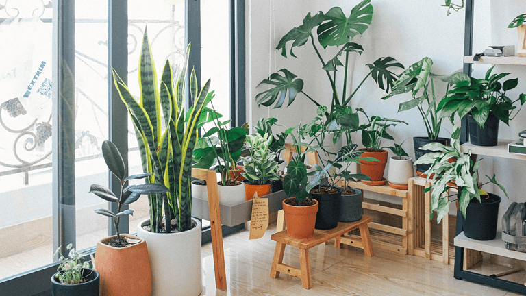Worst Indoor Plants for Allergies: Avoid These 5 Choices for a Healthier Home